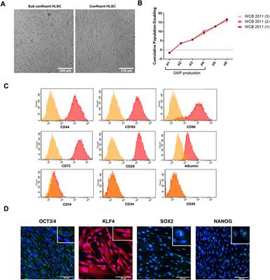 In vitro characterization of 3D culture-based differentiation of human liver stem cells